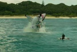 The Shallows 2016