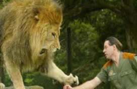 Lion 2016