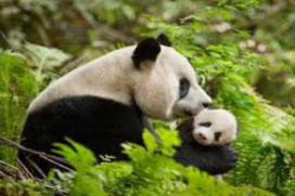 Born In China 2017